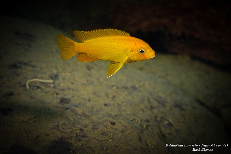 Maylandia sp. 'msobo' Ngwasi